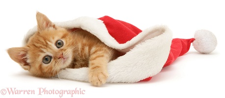 Red tabby kitten in a Santa hat