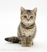 Brown spotted tabby kitten, sitting