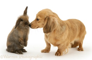 Lop rabbit meets cream dapple Dachshund pup