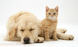 Sleepy Golden Retriever and ginger kitten