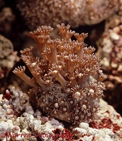Coralheads