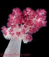 Pink soft coral