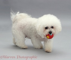 Bichon Frise with a ball