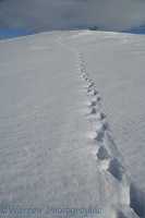 Animal track in snow
