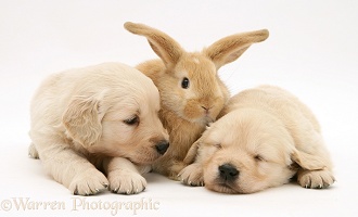 Baby sandy Lop rabbit with sleepy Golden Retriever pups