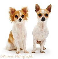 Long-haired and smooth-haired Chihuahuas