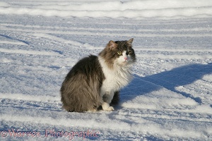 Norwegian Forest Cat sitting on snow