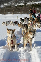 Huskies waiting to pull a sledge