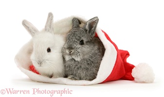 Two baby rabbits in a Santa hat