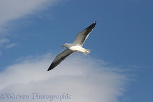 Kelp Gull flying