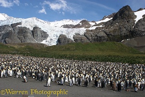 King Penguin colony