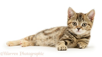British Shorthair tabby-tortoiseshell kitten