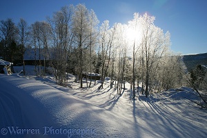 Sun on frost-covered birches