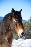 Pony with snow on its muzzle