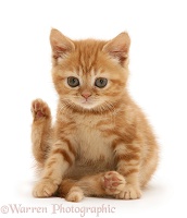 Ginger kitten sitting with hind leg raised