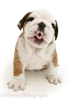 Bulldog pup looking up and sticking tongue out