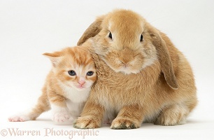Ginger kitten and sandy rabbit