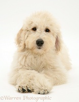 Labradoodle puppy with paws crossed