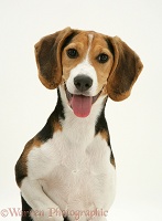 Beagle bitch pup