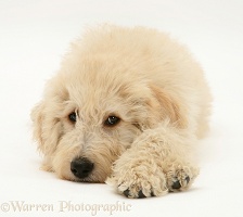 Cream Labradoodle pup lying with chin on floor