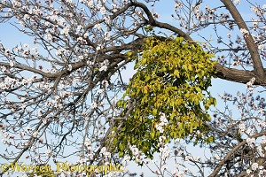 Mistletoe in an Sweet Almond tree in bloom