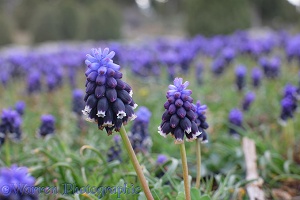 Grape Hyacinth flowers