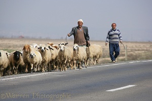 Two men walking sheep along the road