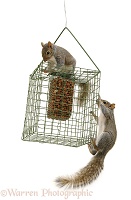 Grey Squirrels on squirrel-proof peanut holder