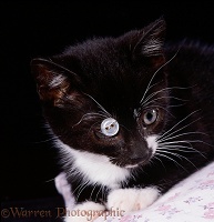 Kitten with ulcerated cornea