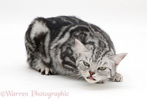 Sliver tabby cat coughing