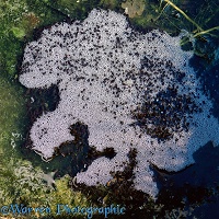Common Frog tadpoles making bubbles