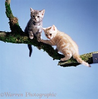 Cream and silver tabby kittens on a branch