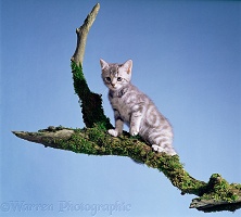 Silver tabby kitten, 10 weeks old, on a branch