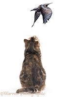 Tabby cat watching a flying Starling