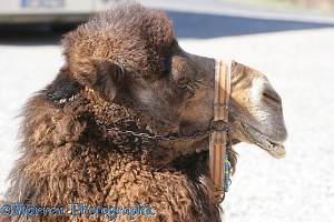 Kapadokian camel
