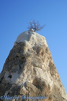 Fairy chimney with Sweet Almond tree growing on top