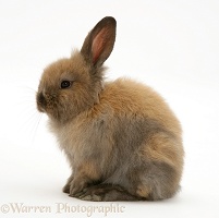 Young brown Lop rabbit