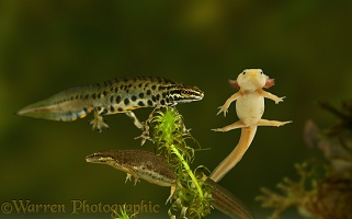 Neotenous albino and normal newts