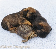 Tortoise and sleepy puppies
