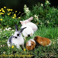 Guinea piglets and rabbits grazing