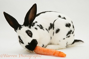 English Spotted buck rabbit eating a carrot