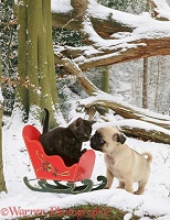 Kitten and pug pup with sledge in snow