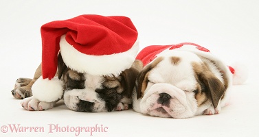 Bulldog pups asleep in Santa hats