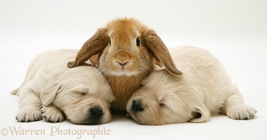 Rabbit and two sleepy Retriever pups