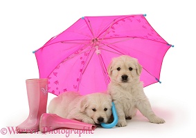 Golden Retriever pups under a pink umbrella
