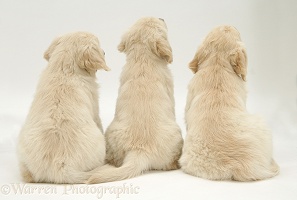 Three Golden Retriever pups sitting, back view