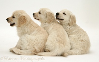 Golden Retriever pups looking to the side