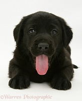 Yawning black Retriever pup
