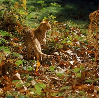 Ginger cat prowling