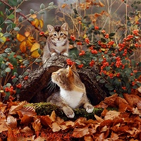 Cat and kitten in autumn scene